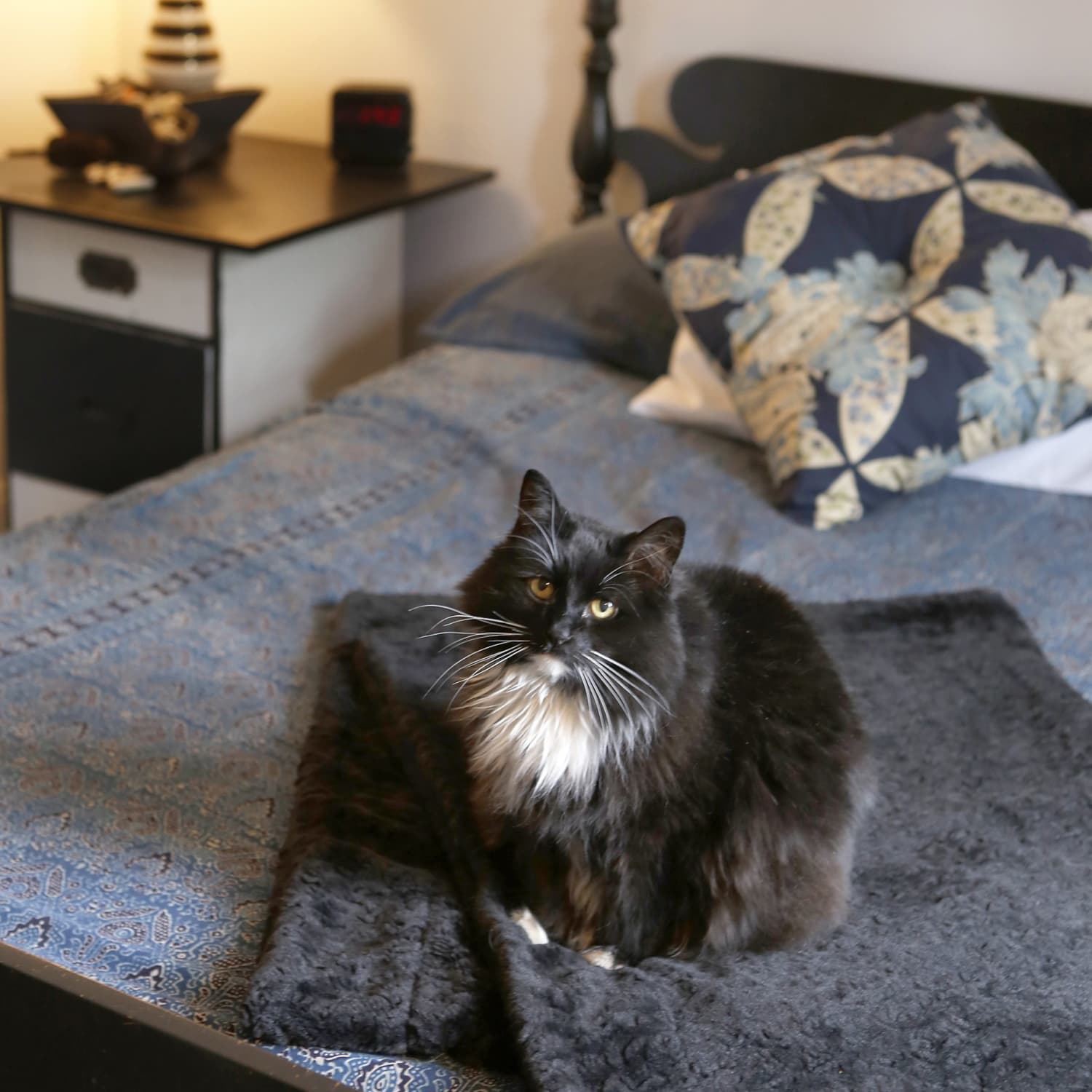 How to Stylishly Cat Proof Your Home Apartment Therapy